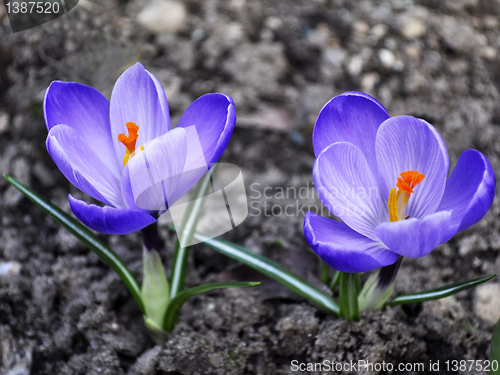 Image of crocus flowers