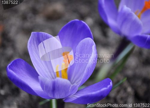 Image of crocus flowers