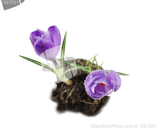 Image of crocus flowers