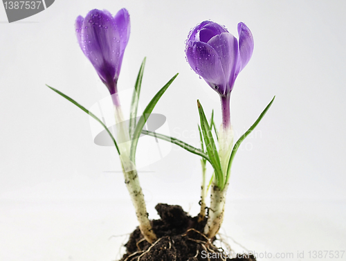 Image of crocus flowers