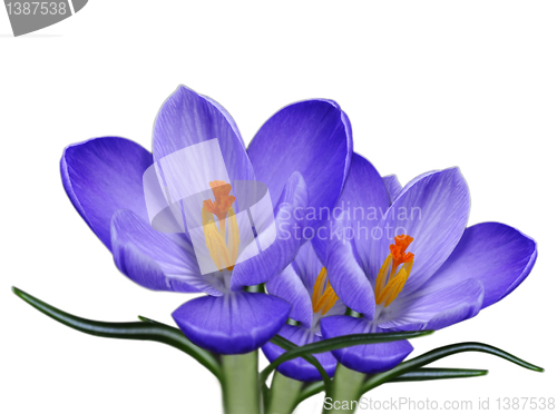 Image of  crocus flowers 