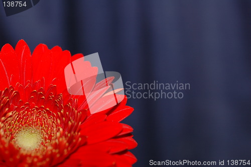 Image of Flower