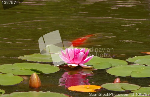 Image of Japanese pond scene
