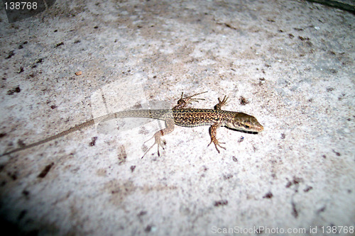 Image of lizard