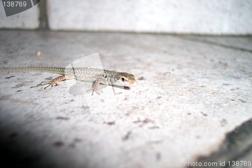 Image of posing lizard