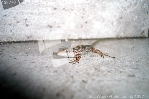 Image of lizard close up