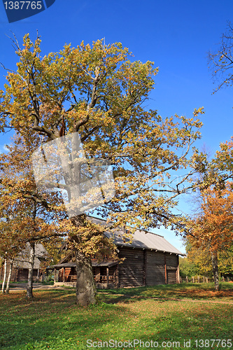 Image of yellow oak near rural building