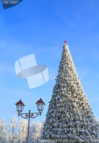 Image of fir tree on town area