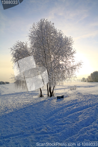 Image of tree in snow against sun