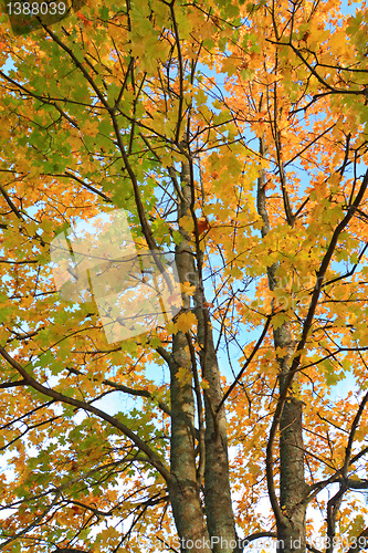 Image of yellow sheet on autumn maple