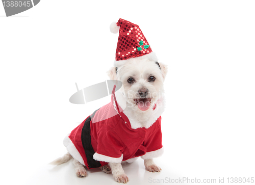 Image of Christmas Santa dog