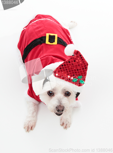 Image of Cute Christmas dog