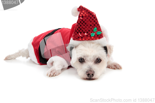 Image of Small white dog in santa suit
