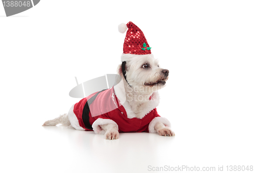 Image of Christmas santa dog looking sideways