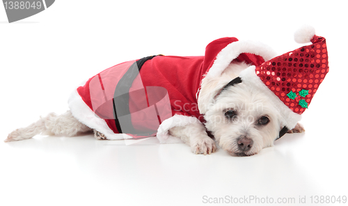 Image of Maltese dog wearing a santa costume