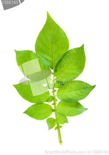 Image of Potato foliage