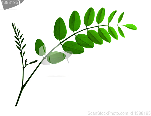 Image of branch leaf of  acacia isolated