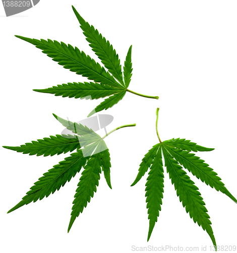 Image of hemp isolated