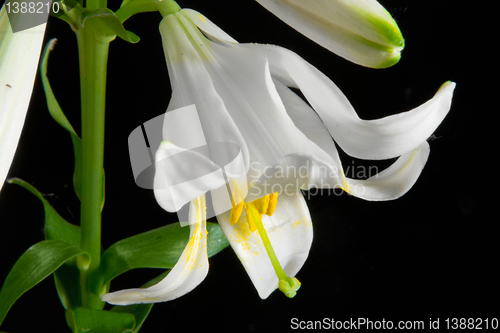 Image of lily on black