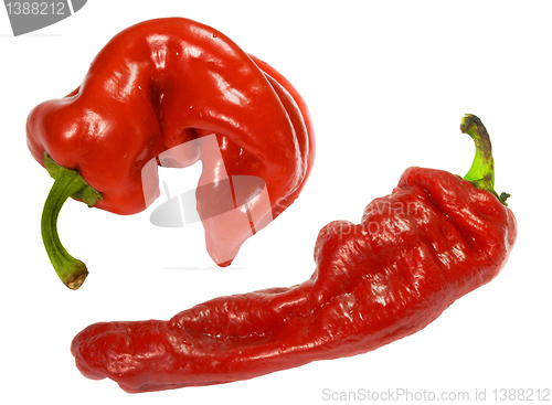 Image of red pepper cayenne isolated