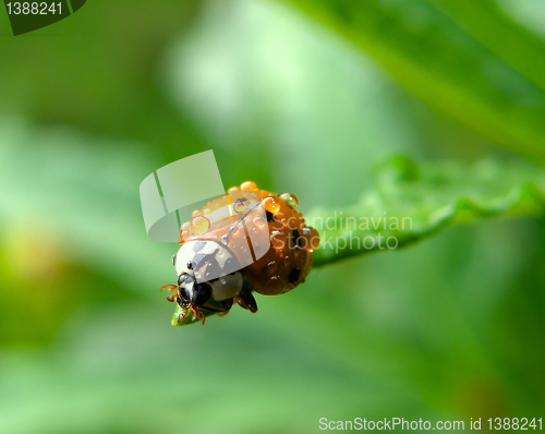 Image of lady bug 