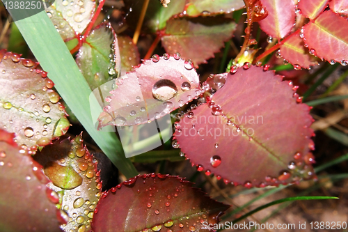 Image of water drops 