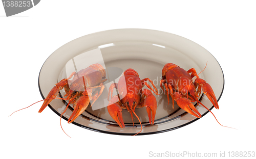 Image of Boiled crawfish on glass plate