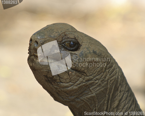 Image of smile of giant tortoise