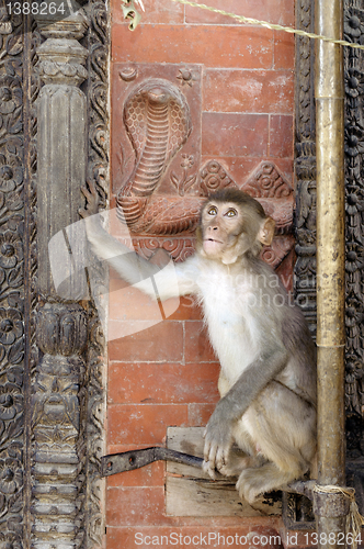 Image of Monkey looking at snake relief