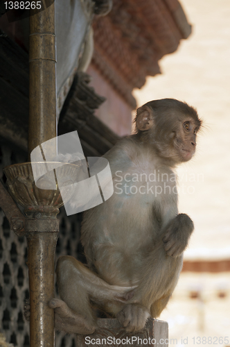 Image of Monkey sitting on the wall of Vasundhara Mandir temple