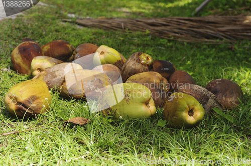 Image of recently harvested coconuts 