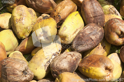 Image of recently harvested coconuts 