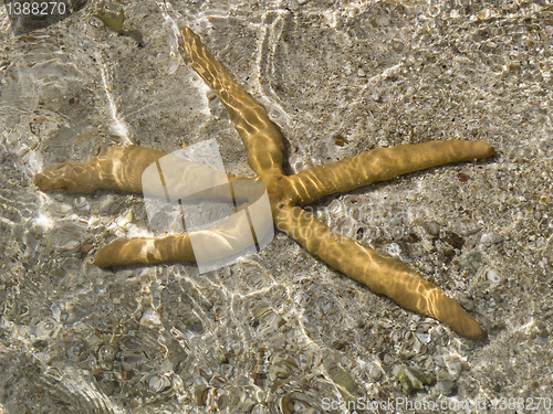 Image of starfish in shallow water