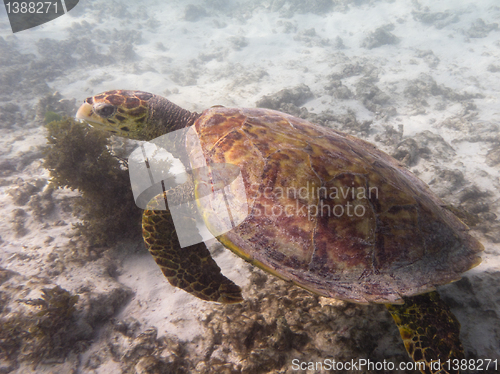 Image of sea turtle feeding underwater