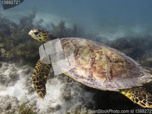 Image of sea turtle underwater