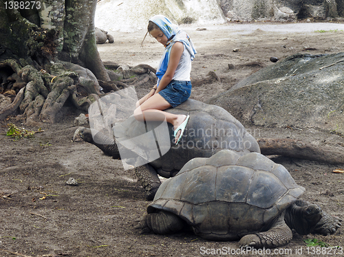 Image of Giant tortoise riding