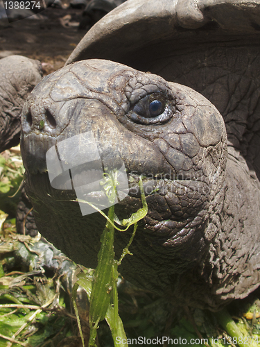 Image of Giant tortoise