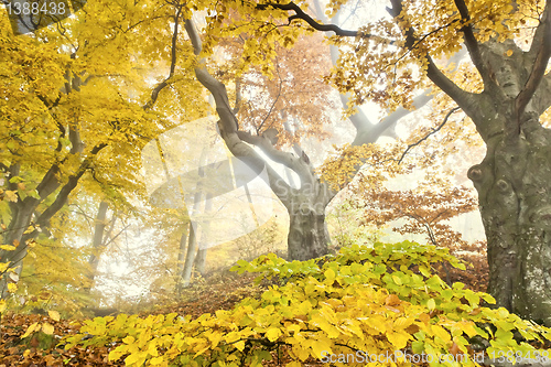 Image of yellow autumn forest