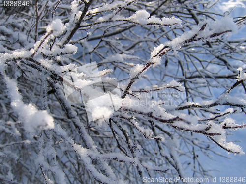 Image of winter branch