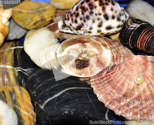 Image of shells in water 