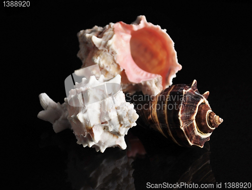 Image of shells 