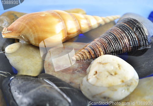 Image of shells 