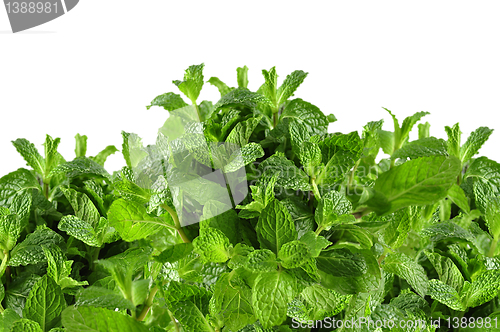 Image of fresh mint 