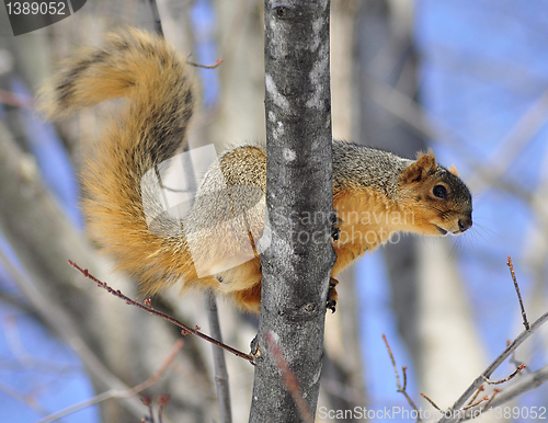 Image of tree squirrel 