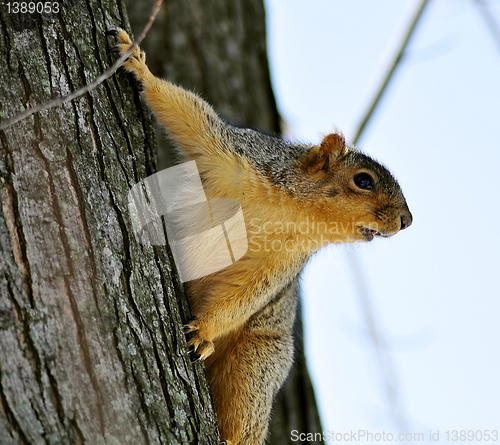 Image of tree squirrel