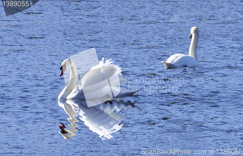 Image of swan lake 