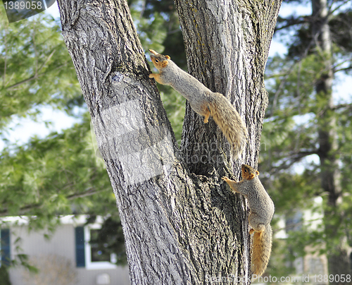 Image of squirrels