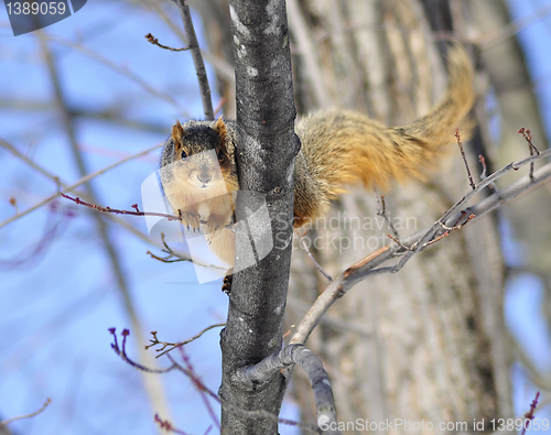 Image of tree squirrel 