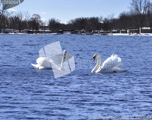 Image of swans 