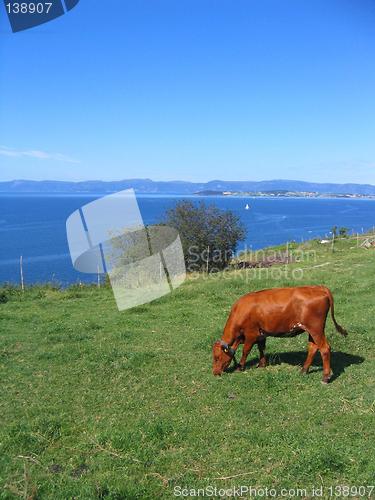 Image of Grazing heifer